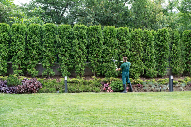 Best Lawn Maintenance Plans  in Paducah, TX